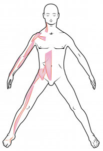 Faszienketten_frontal_AL-Kette_lateral