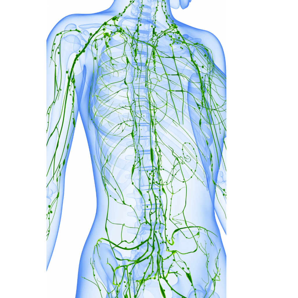 Lymphdrainage bei Cellulite und Ödemen: Was du wissen musst