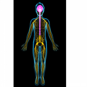 Cranio Sacral Therapie